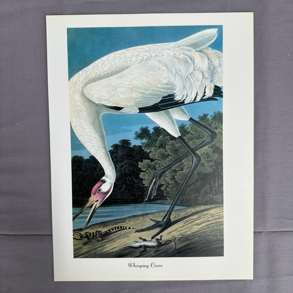 1950 Vintage Print Whooping Crane  American Bird Art Illustration Audubon 8x11